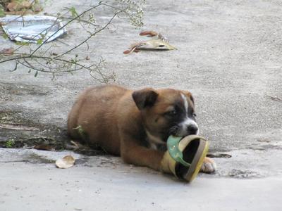 Coco - Mixed Breed Dog