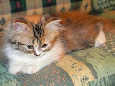 Kelly - Female Calico Persian Coon - Persian + Maine Coon Cat