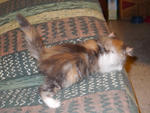 Kelly - Female Calico Persian Coon - Persian + Maine Coon Cat