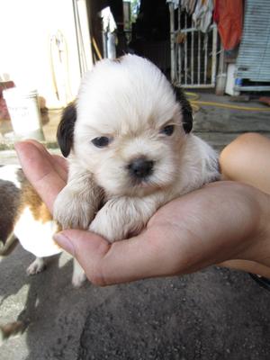 Shih Tzu For Sales 2012 - Shih Tzu Dog