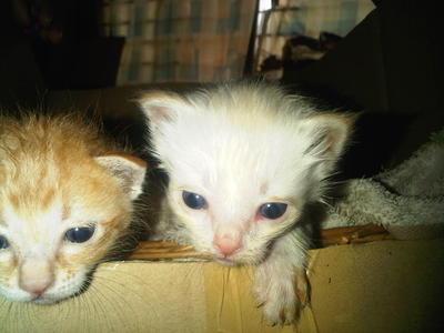 Oren N Putih(Thanks For Miss Aishah - Domestic Medium Hair Cat