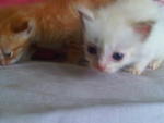 Oren N Putih(Thanks For Miss Aishah - Domestic Medium Hair Cat