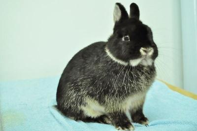 Netherland Dwarf - Black Otter 30 - Netherland Dwarf Rabbit