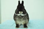 Netherland Dwarf - Black Otter 30 - Netherland Dwarf Rabbit