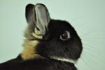 Netherland Dwarf - Black Otter 30 - Netherland Dwarf Rabbit