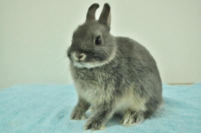 Netherland Dwarf - Blue Otter 30 - Netherland Dwarf Rabbit