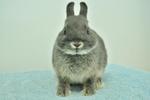 Netherland Dwarf - Blue Otter 30 - Netherland Dwarf Rabbit