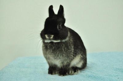 Netherland Dwarf - Black Otter 32 - Netherland Dwarf Rabbit