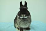 Netherland Dwarf - Black Otter 32 - Netherland Dwarf Rabbit