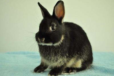 Netherland Dwarf - Black Otter 33 - Netherland Dwarf Rabbit