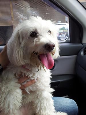 Milky - Poodle Mix Dog