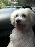 Milky - Poodle Mix Dog