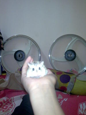 Cici - Syrian / Golden Hamster Hamster