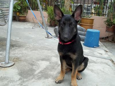 Workingline Puppy - German Shepherd Dog Dog