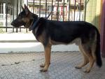 Workingline Puppy - German Shepherd Dog Dog