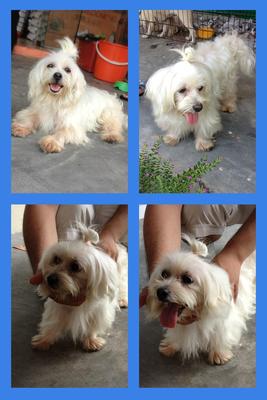 Xiao Bai (Little White) - Maltese Dog