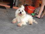 Xiao Bai (Little White) - Maltese Dog