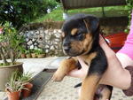 3) Female - Black & Brown (Adopted)