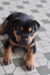 3) Female - Black & Brown (Adopted)