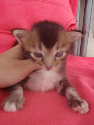 Little Elvis - Domestic Long Hair + Domestic Medium Hair Cat