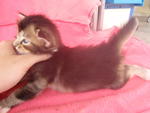 His fur is thick like a british short hair kitten.