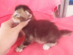 Enjoy scratching...