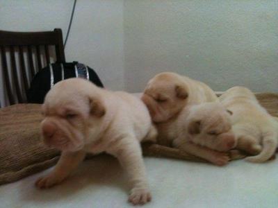 Shar Pei Puppies - Shar Pei Dog