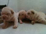 Shar Pei Puppies - Shar Pei Dog