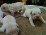 Shar Pei Puppies - Shar Pei Dog