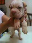 Shar Pei Puppies - Shar Pei Dog