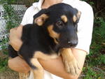 PF30766 - Mixed Breed Dog