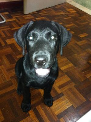 Hunter - Labrador Retriever Dog