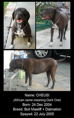 Cheusi - Dalmatian + Bullmastiff Dog