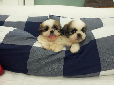 Shih Tzu Promotion Last One Left - Shih Tzu Dog