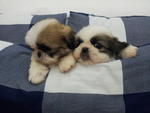 Shih Tzu Promotion Last One Left - Shih Tzu Dog