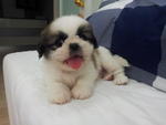 Shih Tzu Promotion Last One Left - Shih Tzu Dog