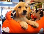 Golden Retriever - Lineage Imported - Golden Retriever Dog