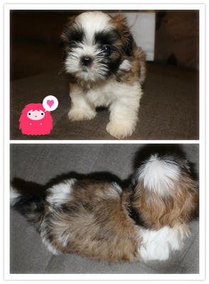 Male Shih Tzu Puppy - Shih Tzu Dog