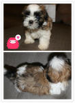 Male Shihtzu