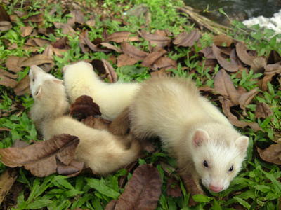 Ferret - Ferret Small & Furry