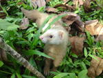 Ferret - Ferret Small & Furry