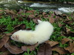 Ferret - Ferret Small & Furry