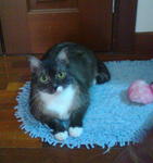 Tiny Female Domestic Medium Cat - Domestic Medium Hair Cat