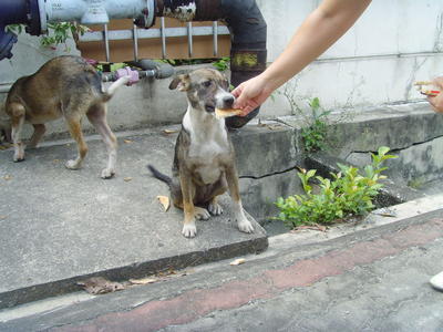 Le Le And Fei Fei - Mixed Breed Dog