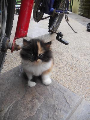 Semi-flat Face Kitten - Persian Cat