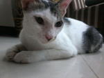 Lilo - Domestic Short Hair Cat