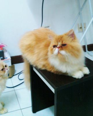 Romeo - Persian Cat