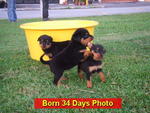 &quot;E&quot; Park View Kennel - Rottweiler Dog