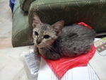 Ashton - Domestic Short Hair Cat