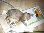 Ashton - Domestic Short Hair Cat